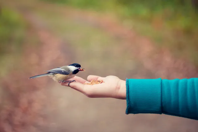 Vogel eet voedsel uit de hand.