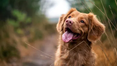 Honden zijn vaak linkspotig - en 11 andere leuke weetjes