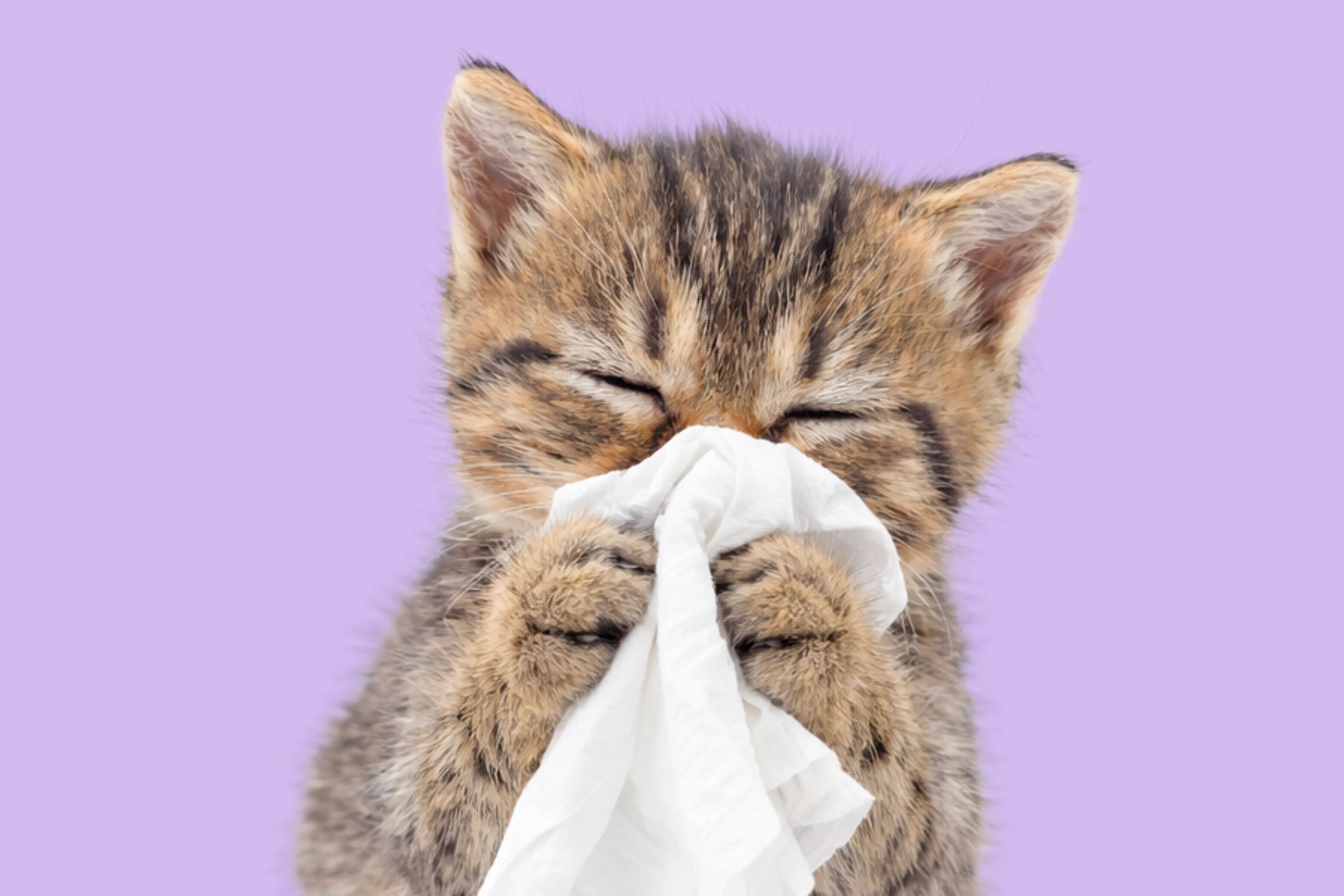 Waarom kattenfilmpjes wél troosten en eten niet: zeven verrassende troost-feitjes