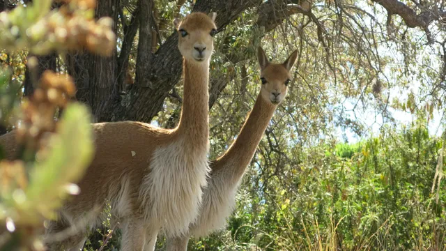 Zaterdag 4 oktober, 19.05 uur, NPO 1.