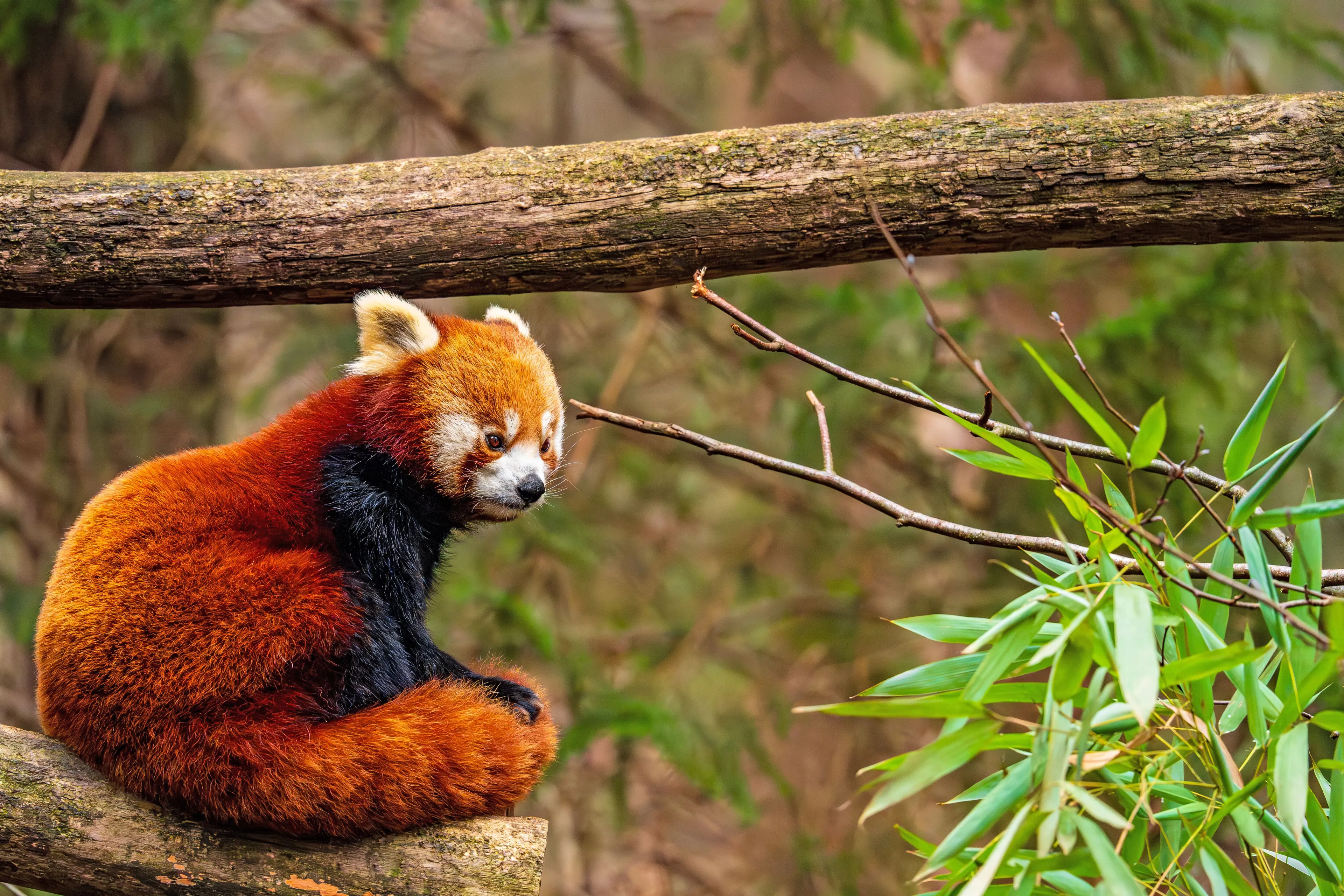 Op pad met de dierenverzorgers