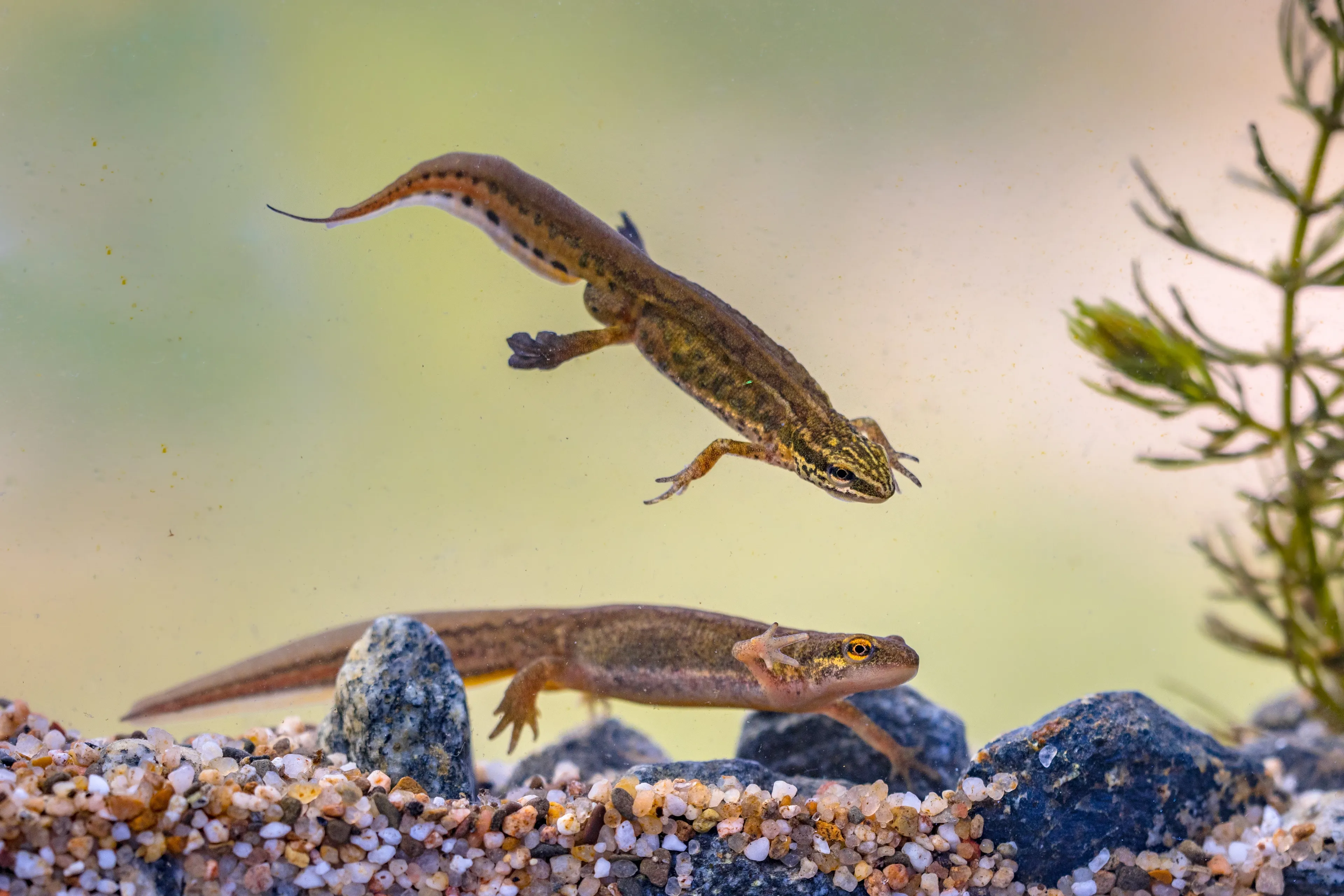 Natuurherstel onder de waterspiegel