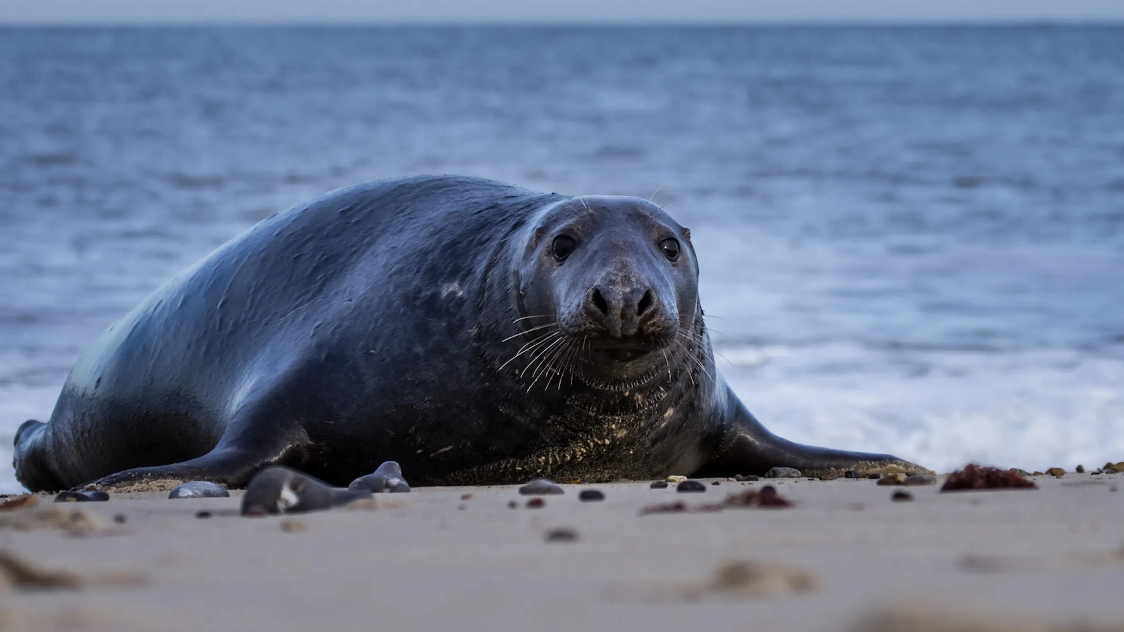 EO-serie 'De wilde Noordzee' is vanaf zondag 13 april om 21.35 uur op NPO 1 te zien.