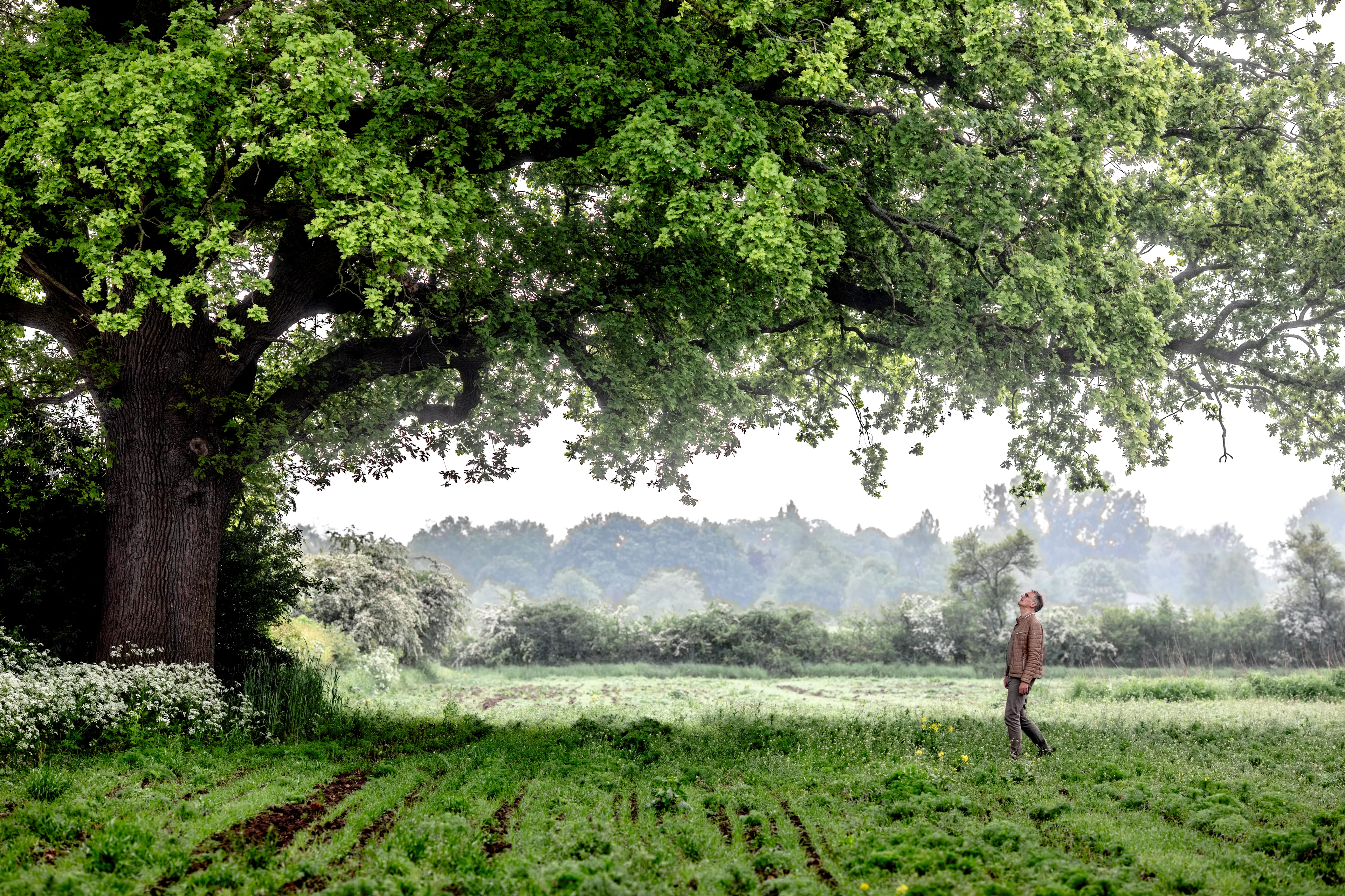 reportage, bomen, Wim Eikelboom