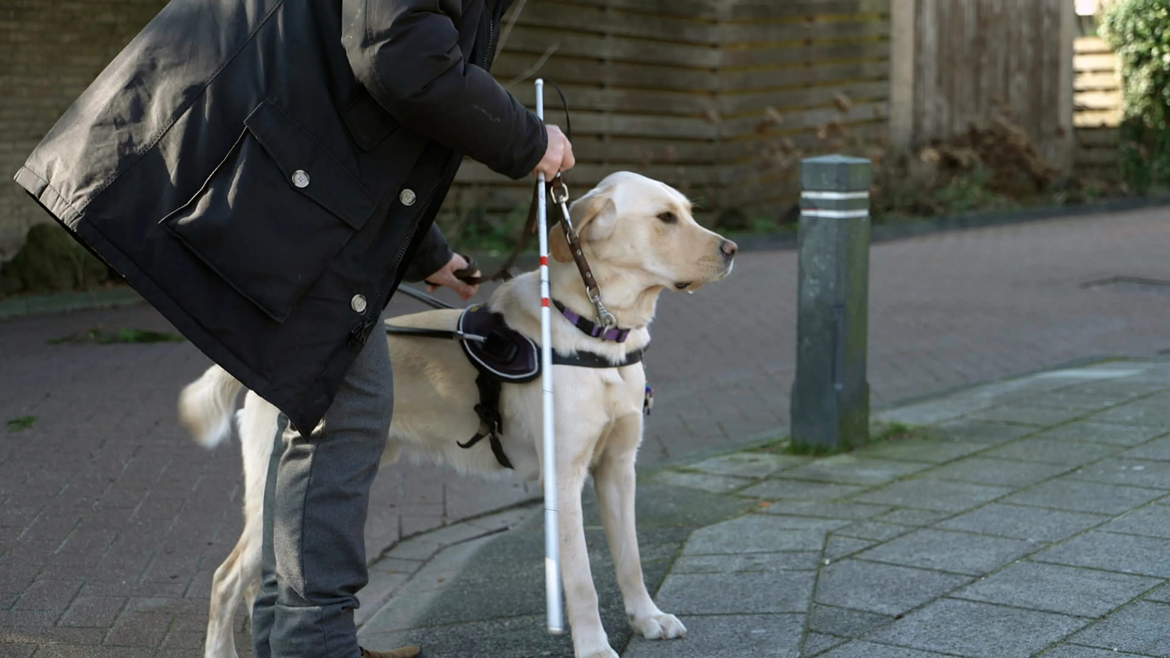 De serie biedt een kijkje achter de schermen bij KNGF Geleidehonden.