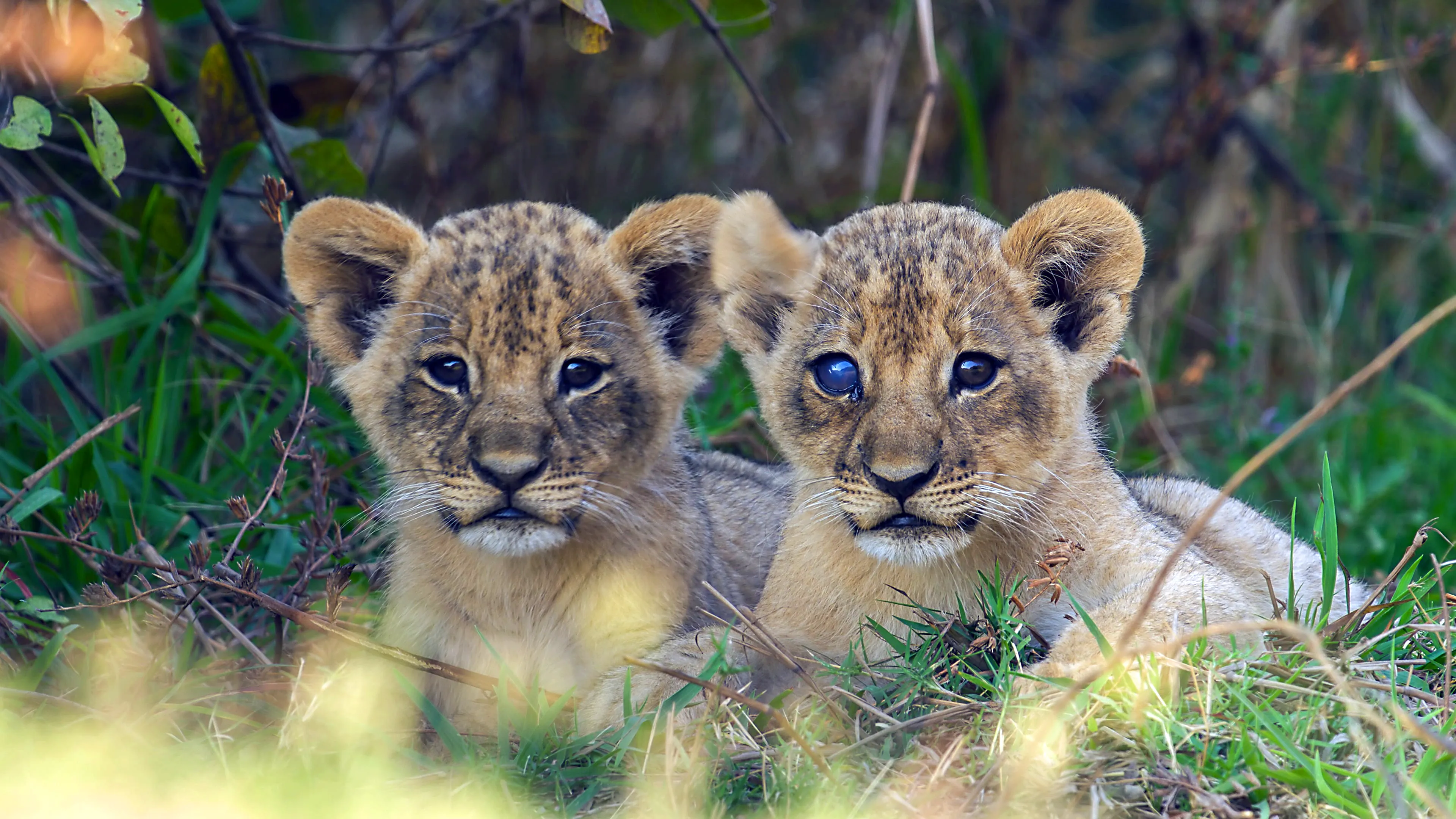 Nieuwe natuurserie in Afrika van David Attenborough.