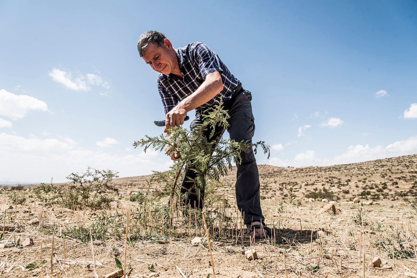 'Bosmaker' Tony Rinaudo bestrijdt droogte, honger en armoede met bomen