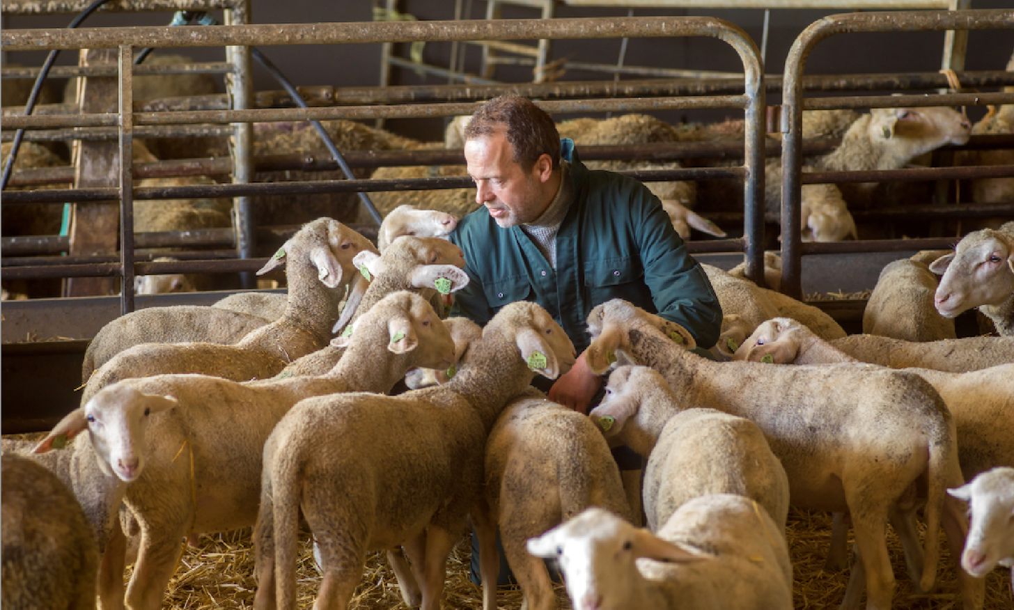 Schaapherder Chris de Jong: ‘Ik heb van schapen geleerd dat bidden zin heeft’