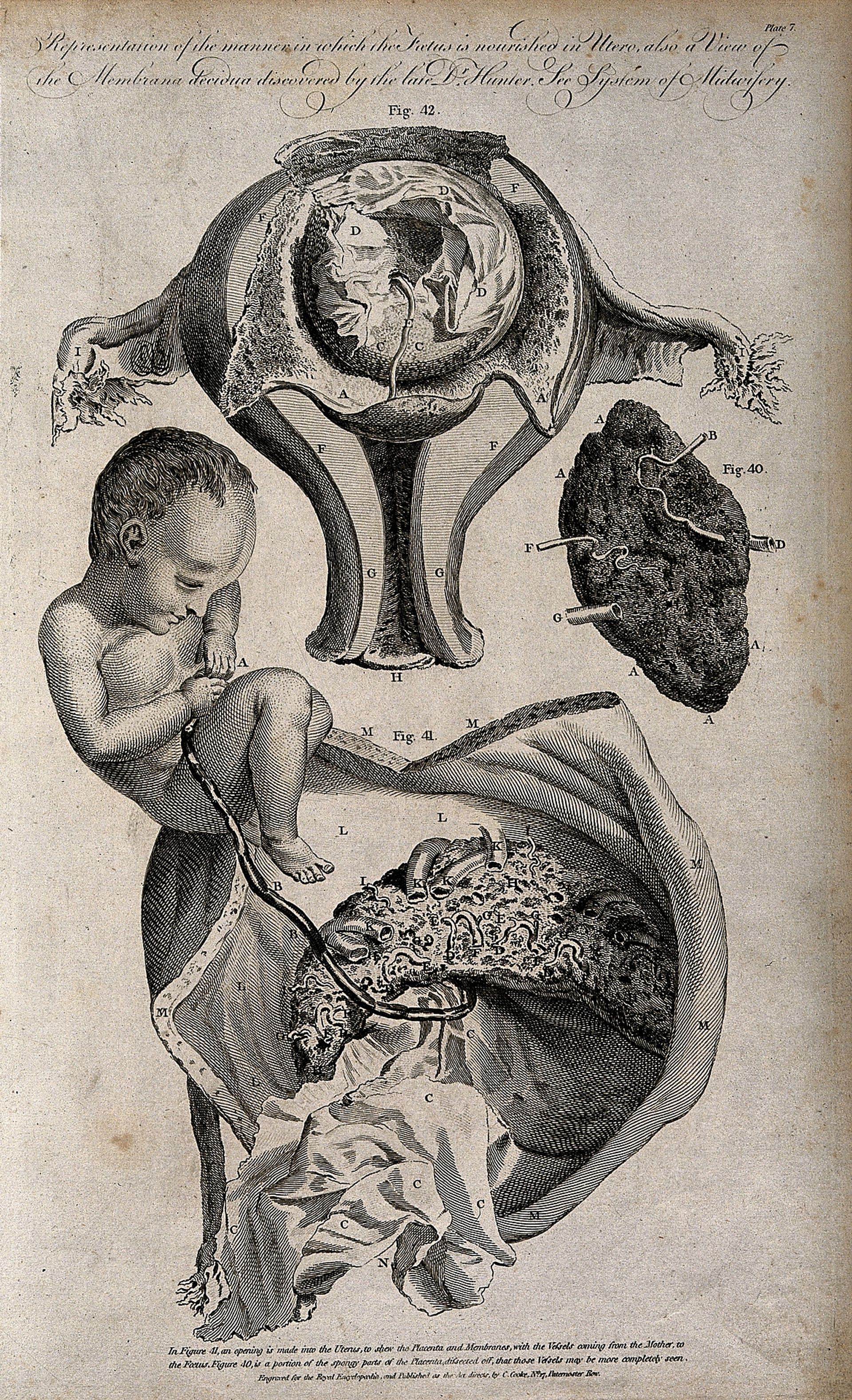 Tekening baarmoeder Wikimedia