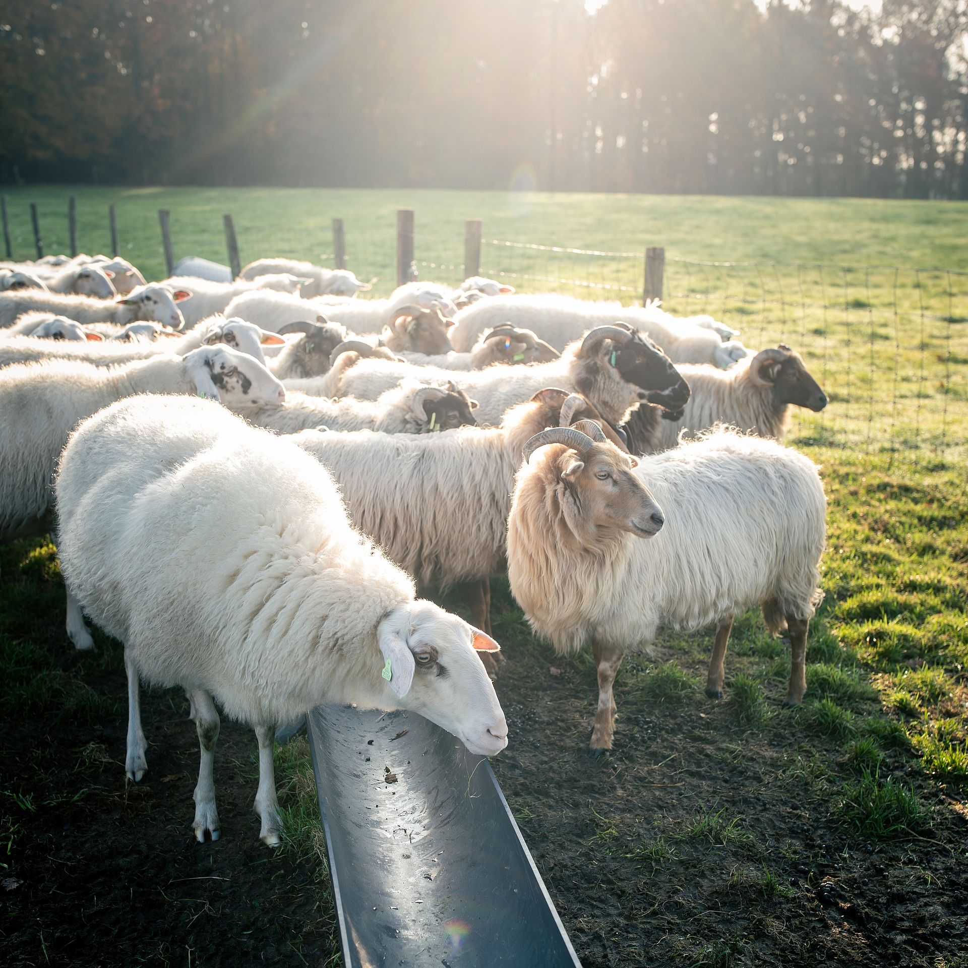 De schapen merken de komst van Lammert direct op