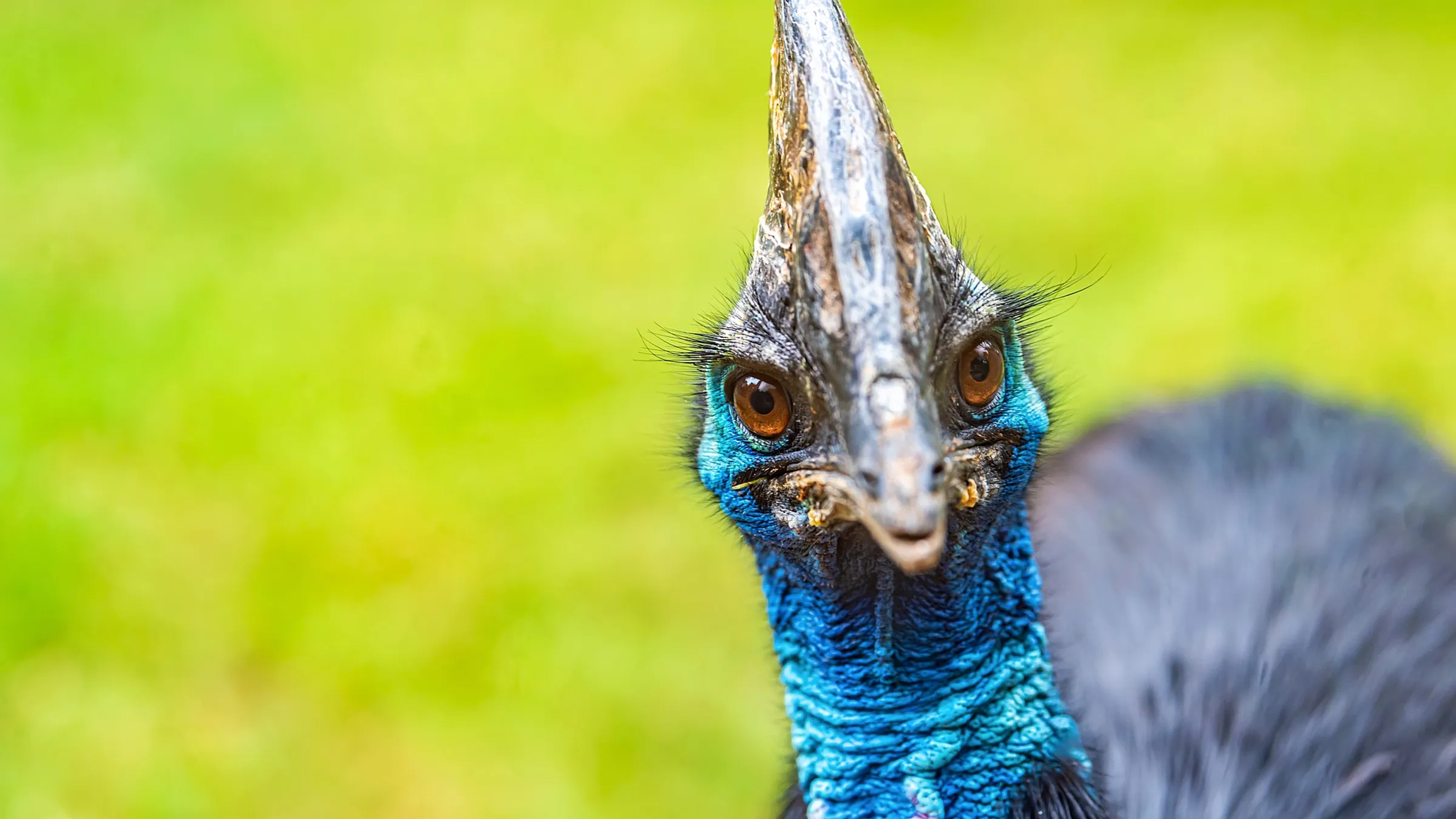 Seven Worlds, One Planet: gevaarlijkste vogel op aarde leeft - EO