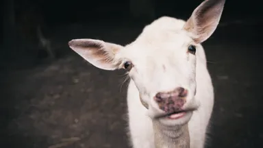 Lees ook: Gaan dieren naar de hemel?