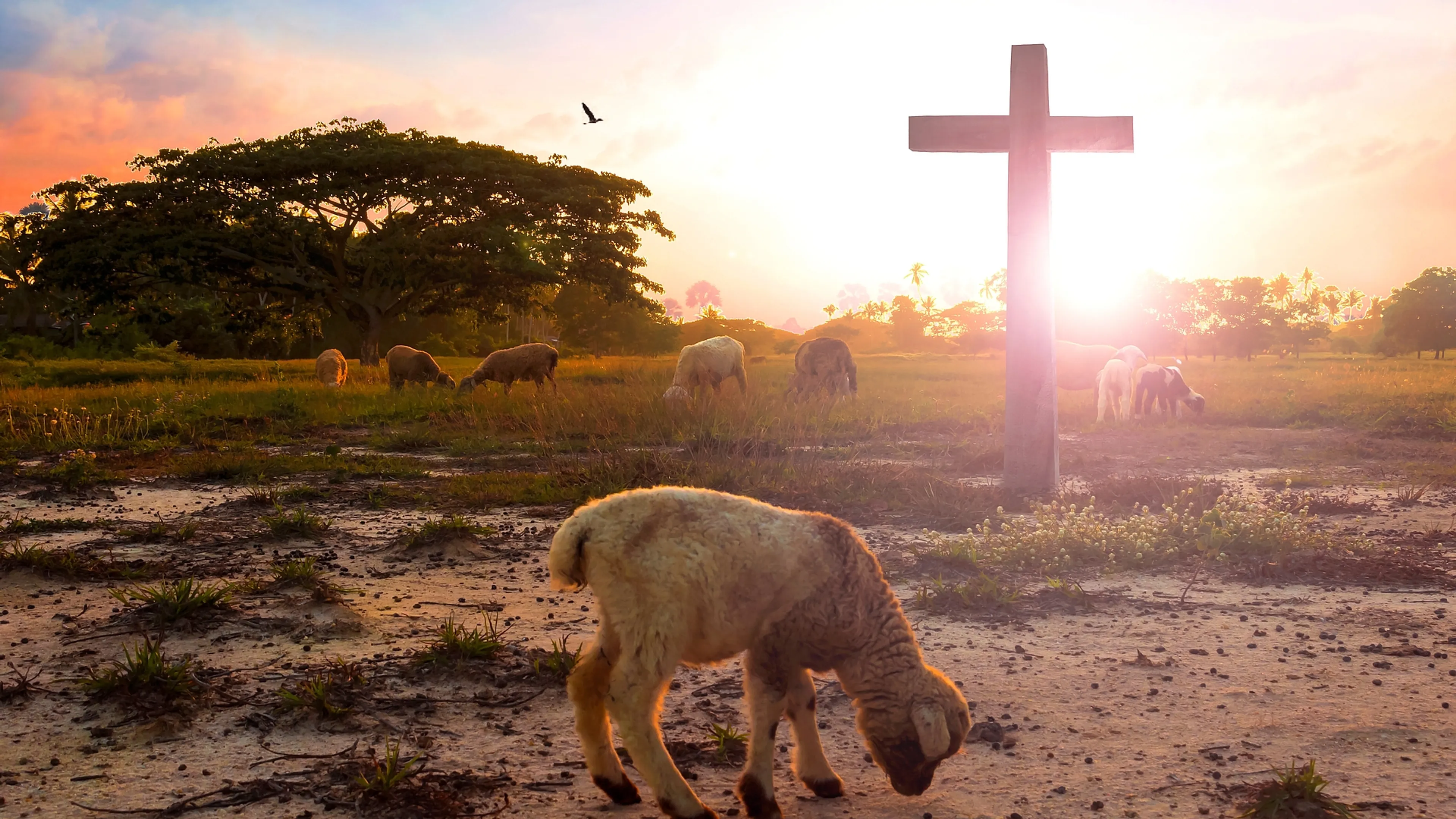 Uitgelichte afbeelding
