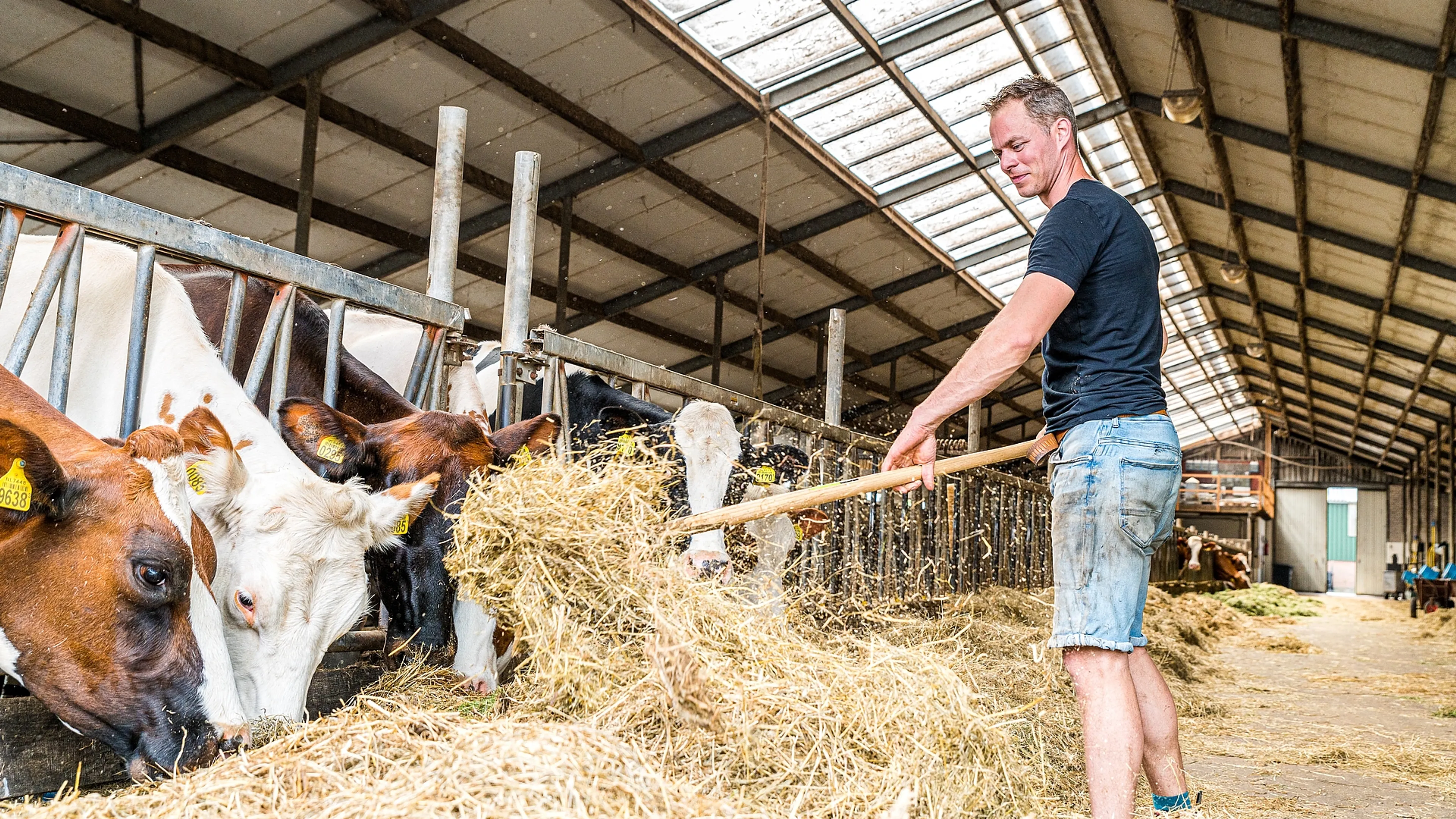 Uitgelichte afbeelding