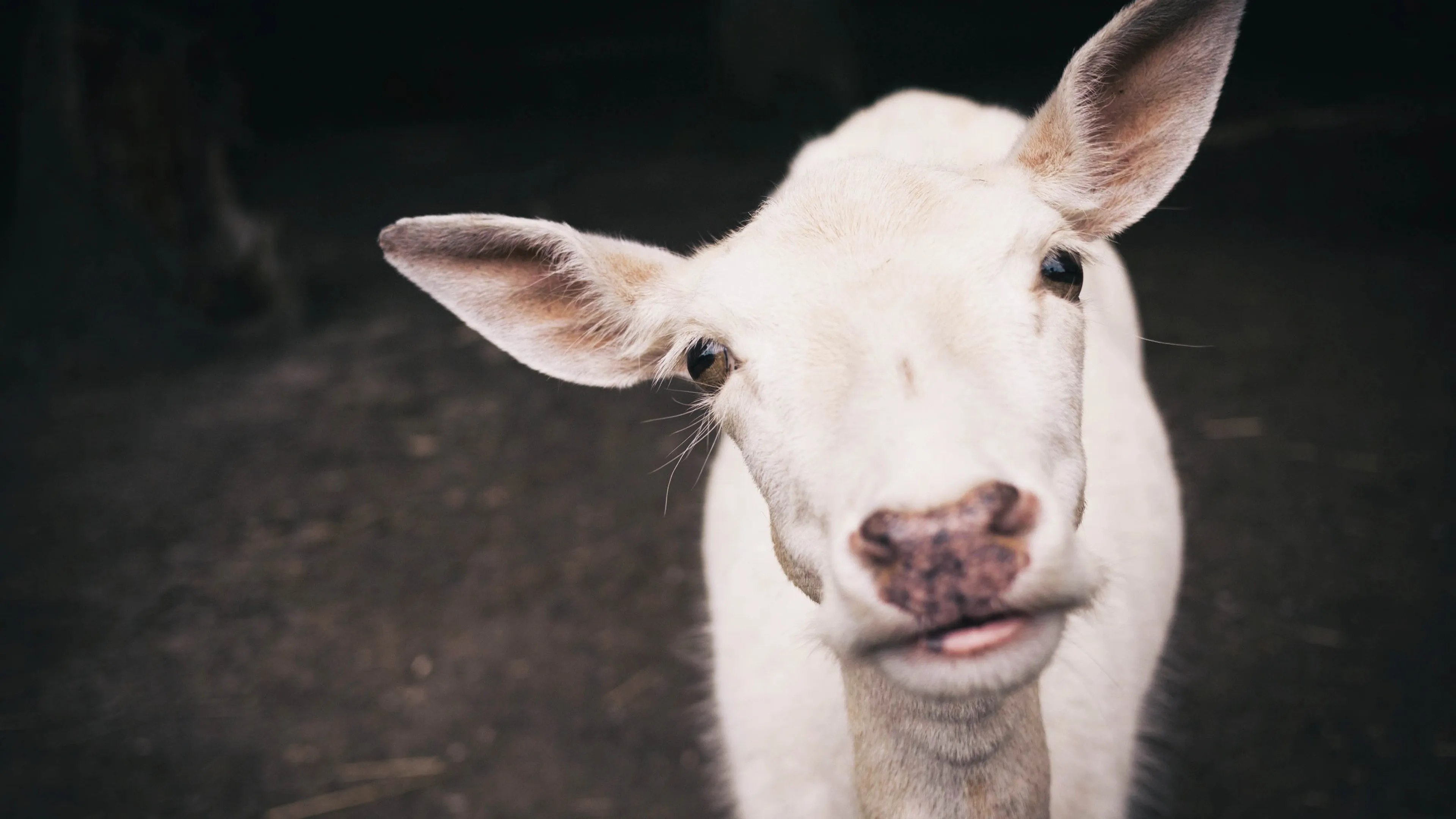 Lees ook: Gaan dieren naar de hemel?