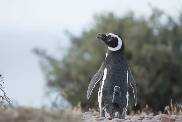 Picture Shows: A Magellanic penguin setting off to sea with its miniature camera at the Cabo dos Bahias colony in Argentina. The penguins spend up to 3 days at sea on foraging trips. Scientists placed the camera on board just before departure and removed it immediately after return.