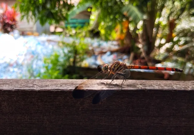 Libelle Margje Fikse.
