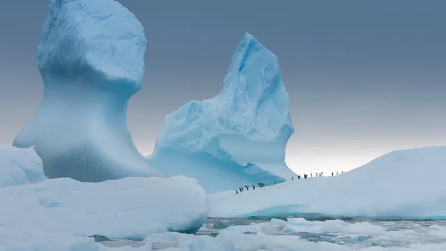 Picture Shows: Screen grab.
Gentoo penguins gather on an iceberg before heading out to sea to feed.