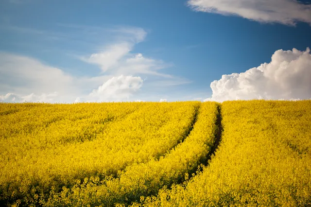 Uitgelichte afbeelding