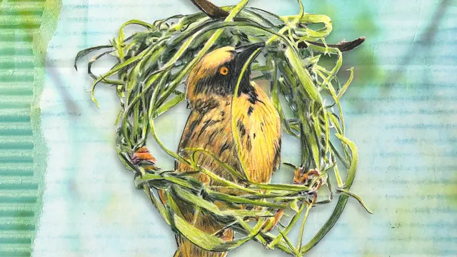 Uitgelichte afbeelding