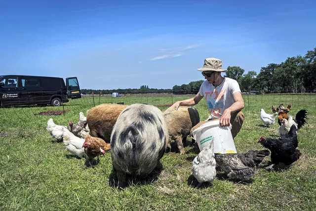 Uitgelichte afbeelding