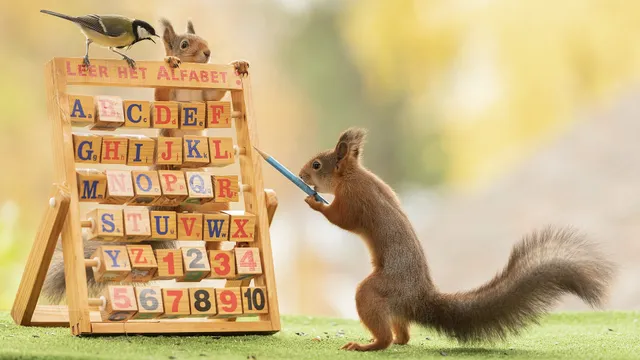 Lees ook: Eekhoornfanaat en fotograaf Geert Weggen verveelt zich nooit.