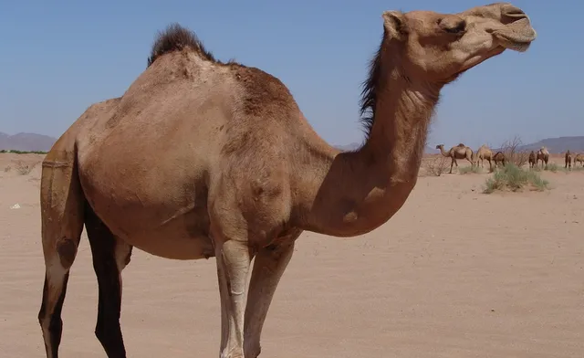 Uitgelichte afbeelding