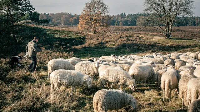 Uitgelichte afbeelding