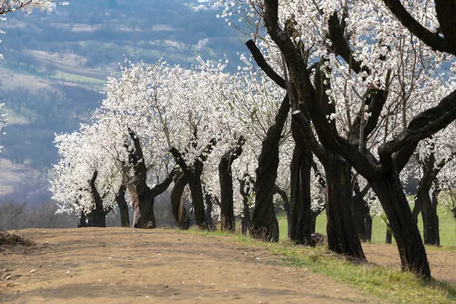 Arie van der Veer over zijn grijze haren.