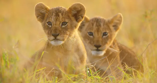 Oude rivalen en nieuw leven in natuurserie Serengeti III.