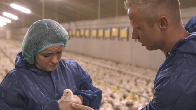 Uitgelichte afbeelding