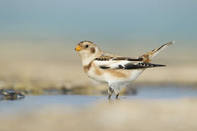Foeragerende Sneeuwgors; foraging Snow Bunting.