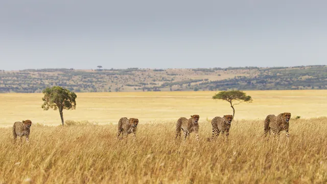Picture Shows: Screen grab. A coalition of five cheetahs, one of the biggest ever recorded, hunts on the open plains of the Masai Mara. Kenya, Africa.