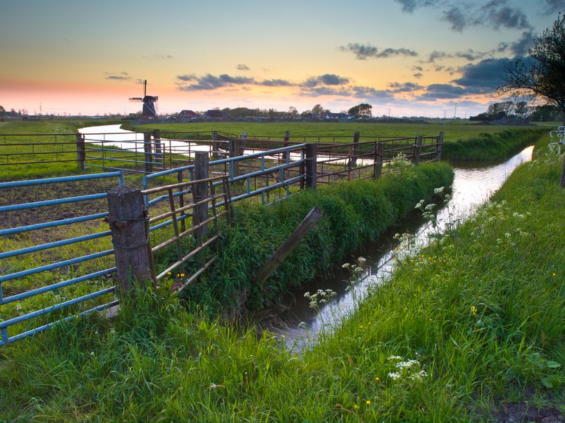 Wildernis onder water: verrassingen in oer-Hollandse slootjes